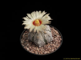 Astrophytum cv. Superkaputo 2402